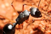 Mulga Ant (Polyrhachis macropa) (Polyrhachis macropa)